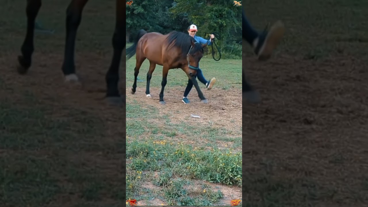 Beautiful horses and it’s owner #horse #fyp #fouryou #foryou #funny