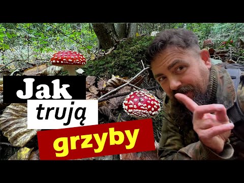 How and why mushrooms poison us - part 1 🍄🍄🍄