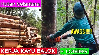 Download lagu KERJA TEBANG POKOK DLM HUTAN LOGING BALAK/dunia kayu#Logging work in the forest  loging mp3 Download lagu KERJA TEBANG POKOK DLM HUTAN LOGING BALAK/dunia kayu#Logging work in the forest  loging mp3