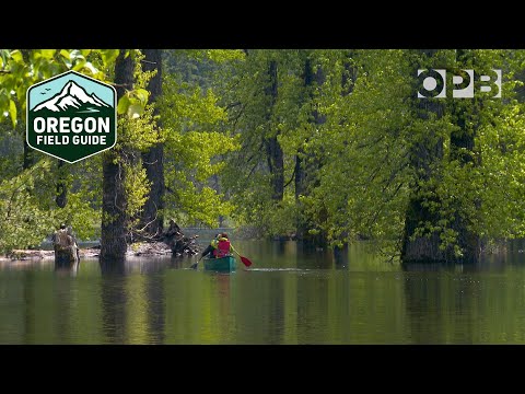 Erkundung des mysteriösen verschwindenden Sees in Washington | Oregon Field Guide