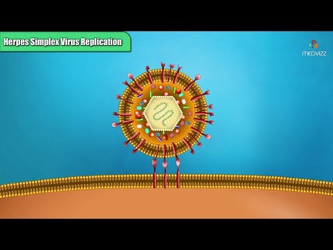 Herpes simplex virus replication Steps - Microbiology Animations