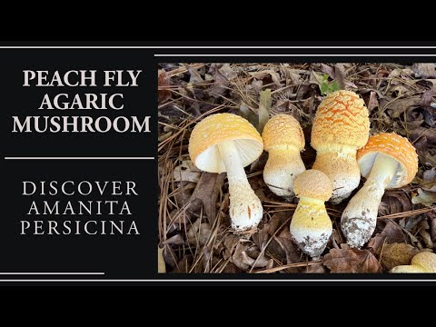 Bucket list species! Amanita persicina, the Peach fly agaric mushroom 