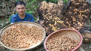 Catch palm worms for food a lucky day. Robert | Green forest life