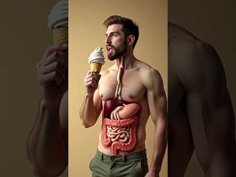 How Your Body Breaks Down Ice Cream | Inside the Digestive System