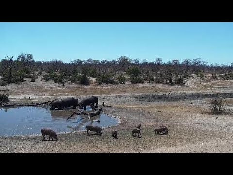 Djuma: Two Hippos arrive and Warthog family of seven - 10:54 - 09/28/19