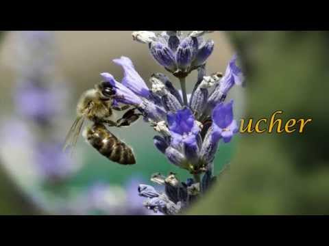 comment construire une ruche pour abeille