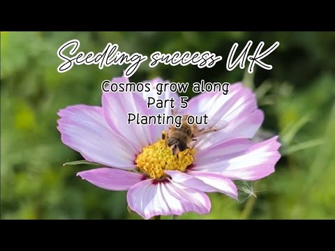 How to grow cosmos from seed in the UK - planting out