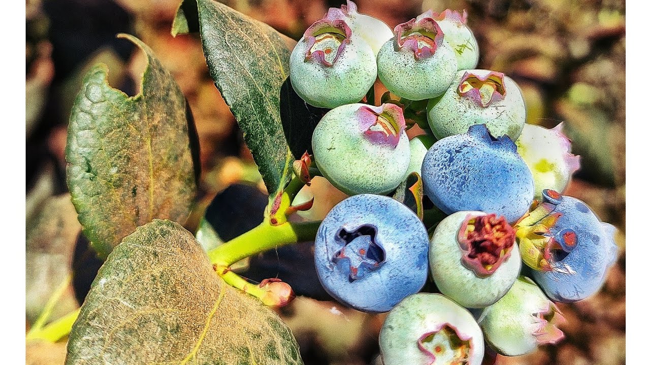 Mirtilo ganha mercado no Cerrado Brasileiro.