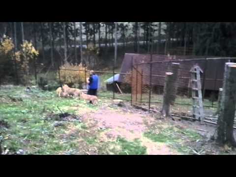 Lvíčata poprvé spolu