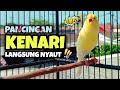 Pancingan Suara Burung Kenari Gacor Ampuh Rangsang Kenari Cepat Bunyi