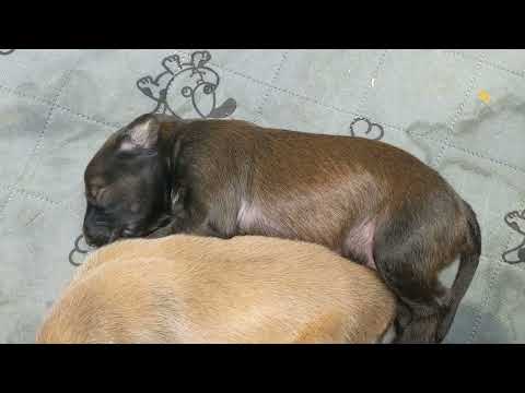 Waldemar x Hecate's 4 boys are 9 days old.