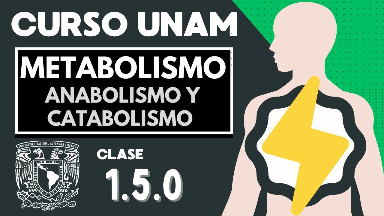 🌱 Anabolismo y catabolismo | Metabolismo celular | Papel de las enzimas y el ATP | Examen UNAM
