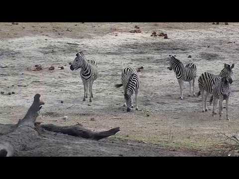 Djuma: Zebras - 07:48 - 10/24/19