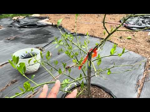 Pruning Citrus Trees | Cara Cara Orange and Meyer Lemon