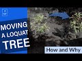 Moving a Loquat Fruit Tree (Things Change and That's OK)