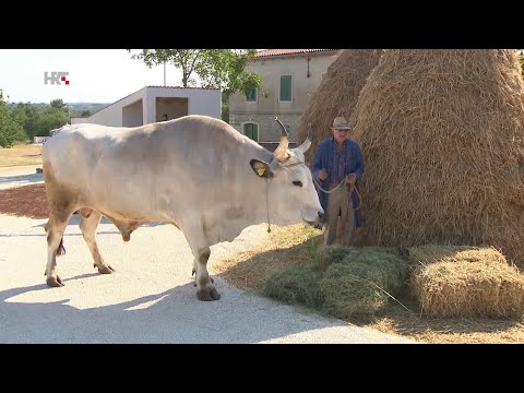 Boškarin - istarsko govedo | Plodovi zemlje