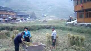 preview picture of video 'Rice Harvest in Dazhai near Longshen - Guangxi - China'