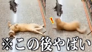 【神回】ツッコミどころ満載な動物のおもしろ動画見ようぜwwwwww④【ハプニング映像】【犬】【猫】