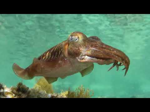 Cuttlefish Sepia officinalis in Malta, Mediterranean