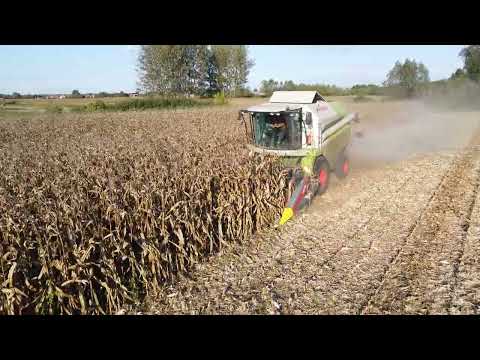 Žetva kukuruza 2025