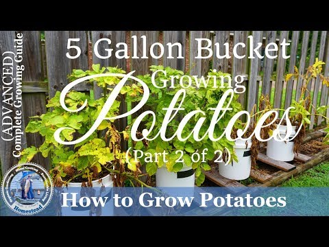 How to Grow Potatoes in a 5 Gallon Bucket  (Part 2 of 2)