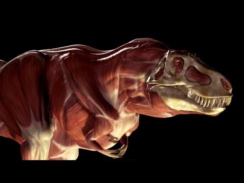 Look Inside A Dinosaur!