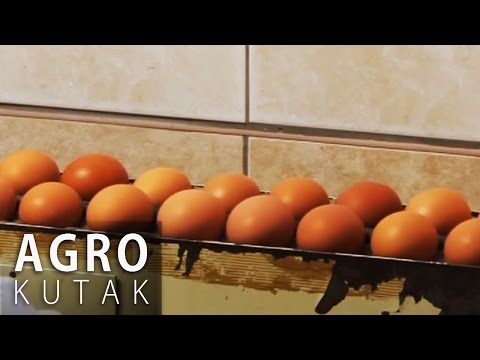 Agro Kutak 33 - Peradarstvo 2. dio