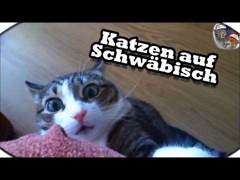 KATZEN AUF SCHWÄBISCH 03 🐻 Bullshit Synchro
