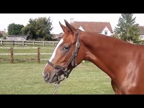 Harbour Watch ex Peace Signal Filly to be trained by William Haggas