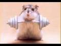 Hampster dance song 