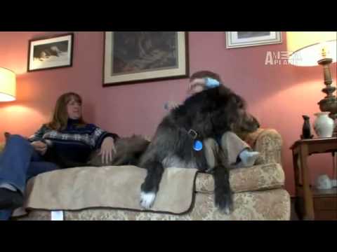 Pet4you.gr: Dogs Irish Wolfhound - Ιρλανδικός Λυκοθήρας