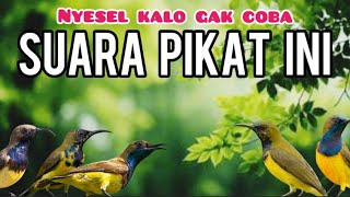 Download lagu Suara Pikat Sogon Ribut Terancam Kombinasi Sogon Kejepit Bikin Sogon Liar Berdatangan mp3