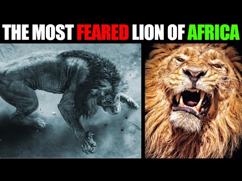 Lion - SEKEKAMA, THE STRONGEST LION OF AFRICA (COMPLETE STORY)