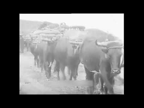 1900 - General Buller's Transport of Ox-Teams - Warwick Trading Co.