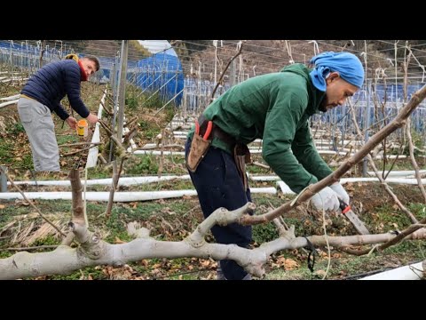 Japan Fig Garden and Pruning Fig in Winter