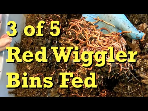 3 of my 5 red wiggler worm bins fed - vermicomposting