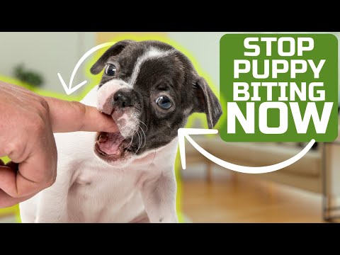 How to Stop Your Puppy from Biting in Just One Day