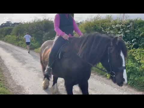 Traditional Irish Cob - Image 2