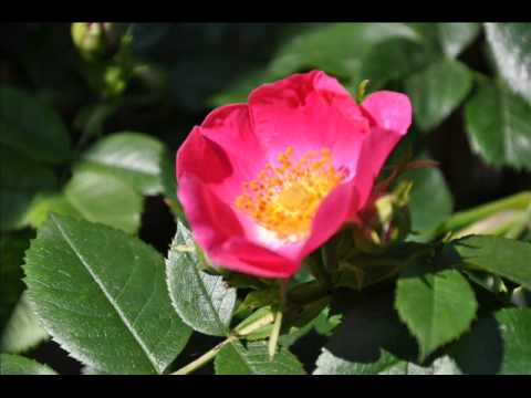 Walzer aus St. Leonhard