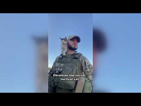 Ukrainian top secret weapon. Tactical cat.