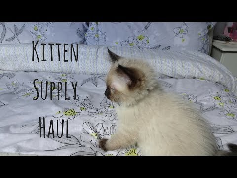 Kitten Supply Haul | Type 1 Diabetic | Daily Diabetics