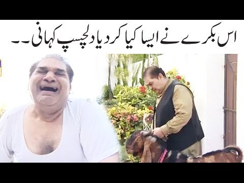 Is Bakray Ne Aisa Kya Kardiya - Bulbulay