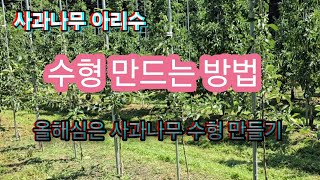 사과나무 수형 만드는 방법/올해심은 아리수 사과나무 수형 만들기