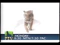1995 PBS PTV Eyewitness Cat Promo Commercial