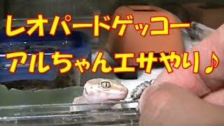 レオパードゲッコー アルビノ アルちゃんのエサやり【ゆっくり実況】