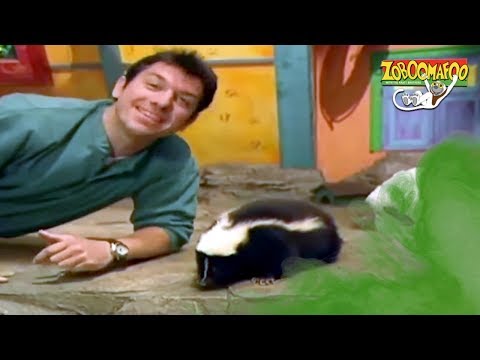 🐵 Zoboomafoo with the Kratt Brothers! STINKY | HD | Full Episode