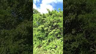 Download lagu Taking an afternoon walk in the village ✨ mp3 Download lagu Taking an afternoon walk in the village ✨ mp3