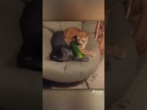 korkak kediler komik