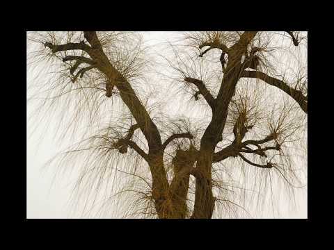 Slideshow Forest, Tree Photography