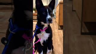 Video preview image #1 Labrador Retriever Puppy For Sale in Menifee, CA, USA